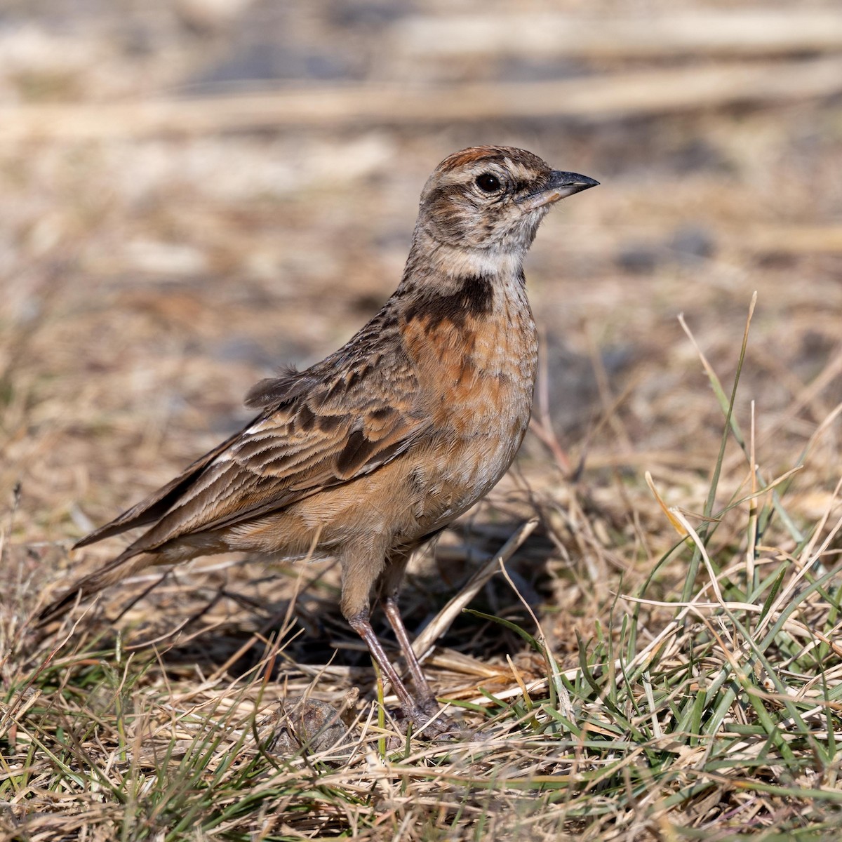 Blanford's Lark (Erlanger's) - ML632412703