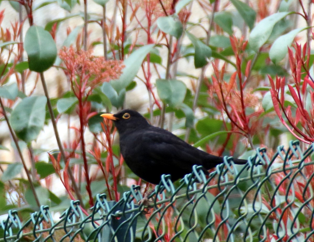 Eurasian Blackbird - ML632412727