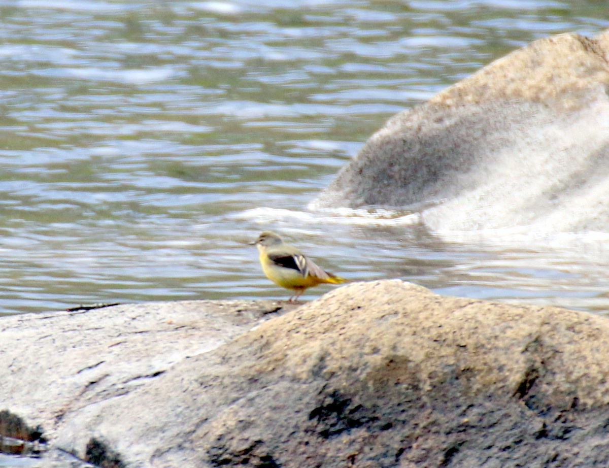 Gray Wagtail - ML632412734