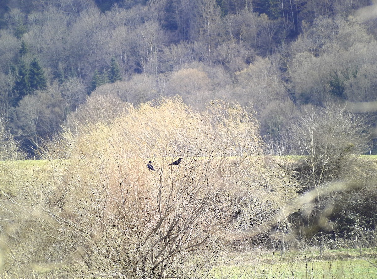 Хар хэрээ - ML632412760