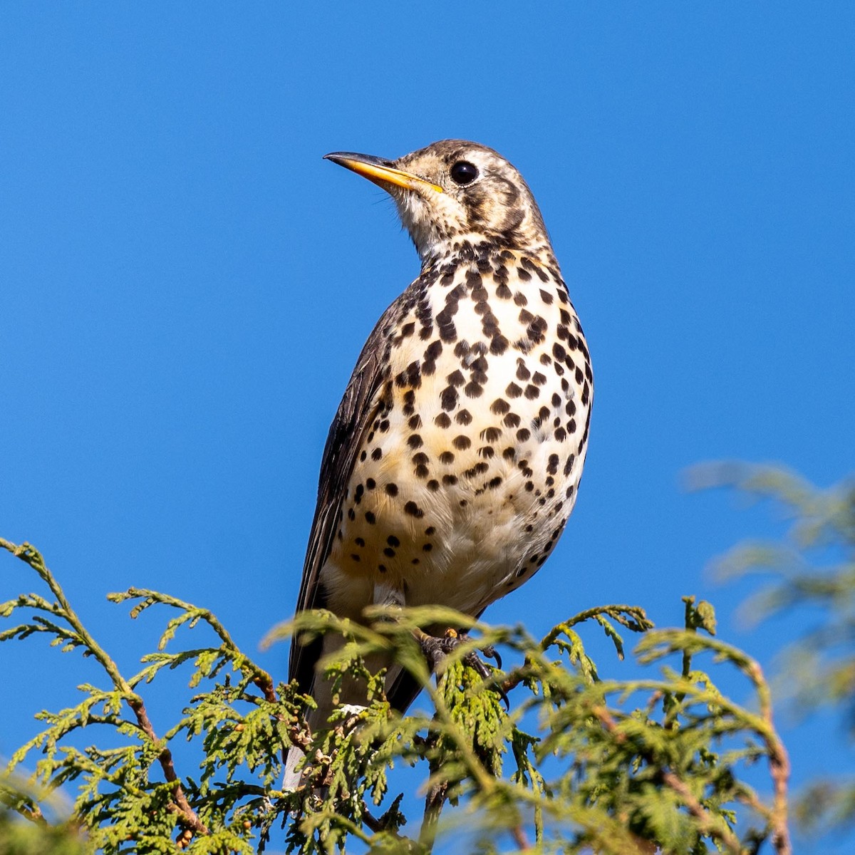 Ethiopian Thrush - ML632412765