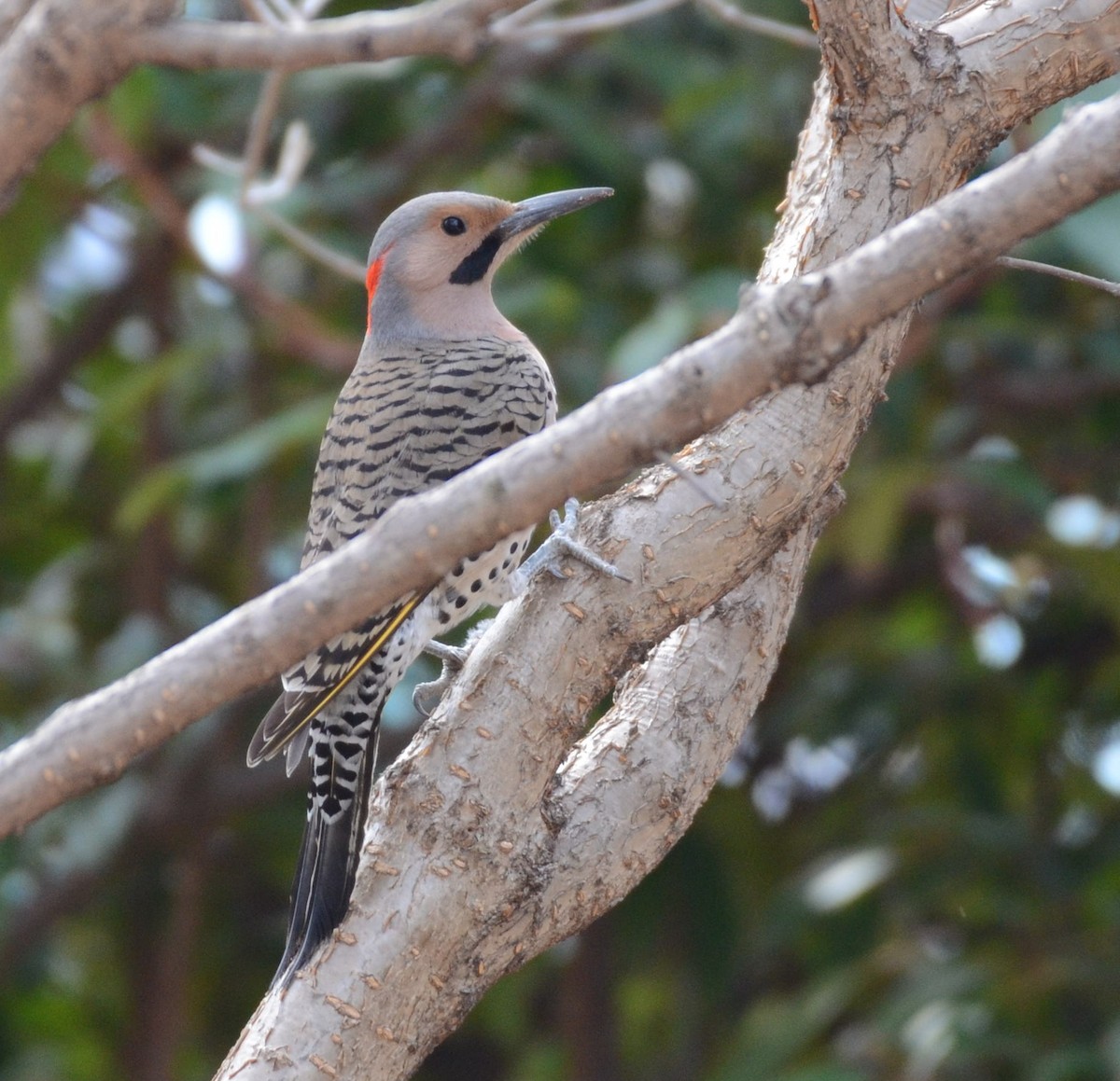 Northern Flicker - ML632412771