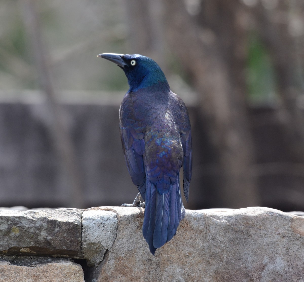 Common Grackle - ML632412773