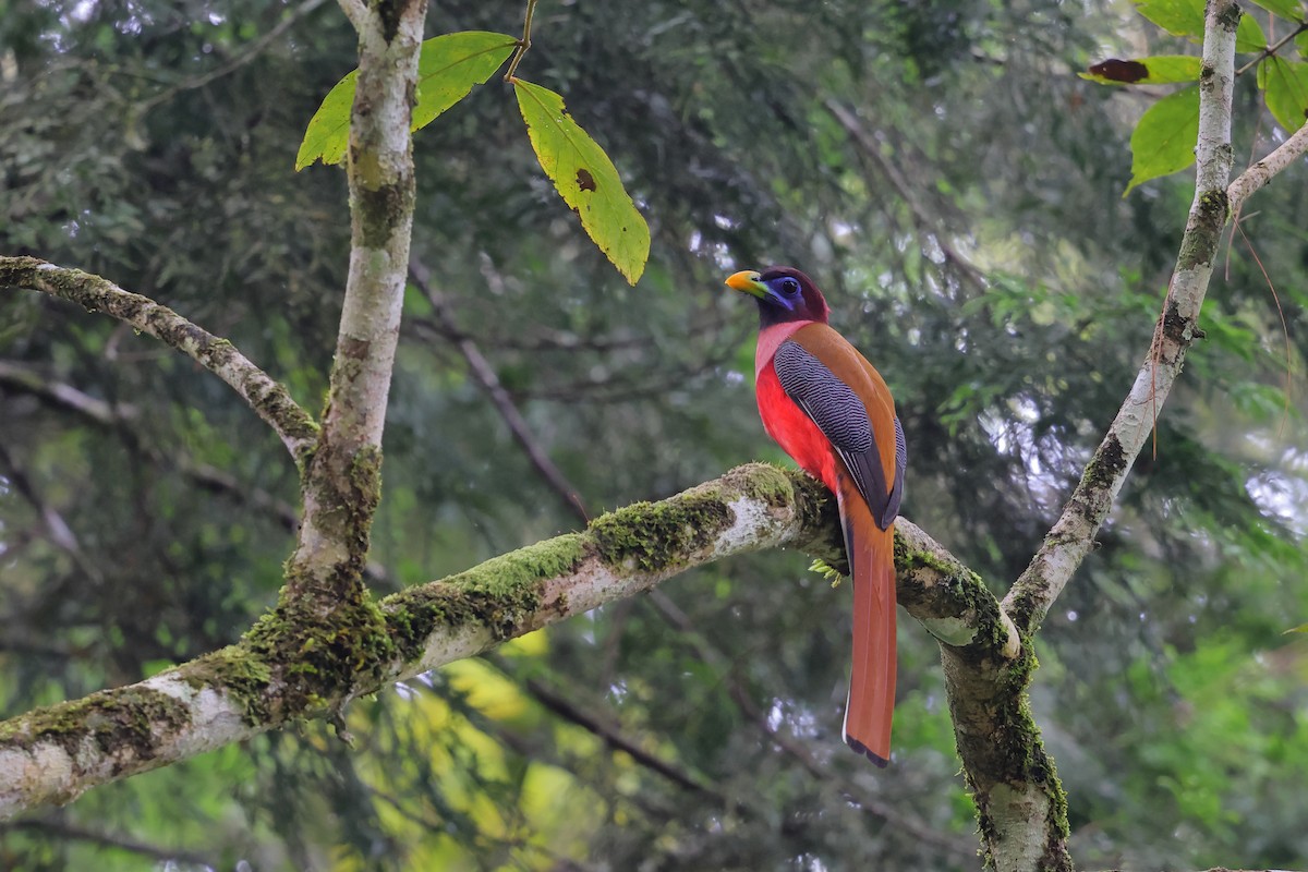 Philippine Trogon - ML632412782