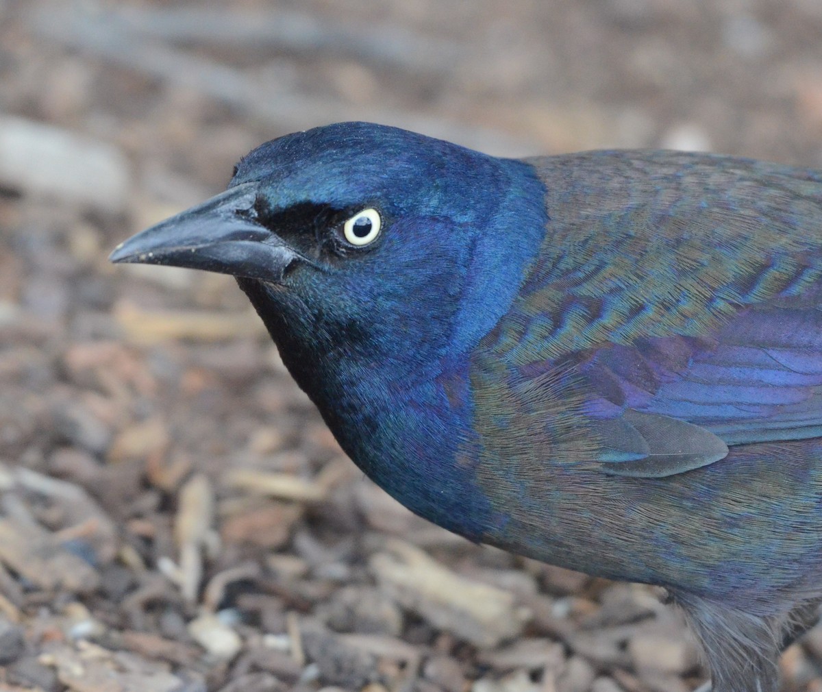 Common Grackle - ML632412785