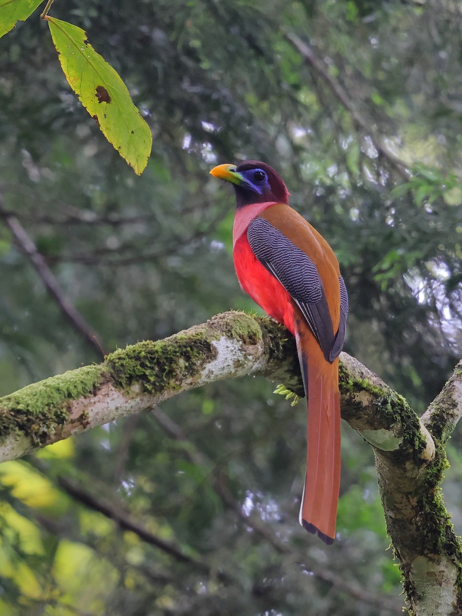 Philippine Trogon - ML632412794