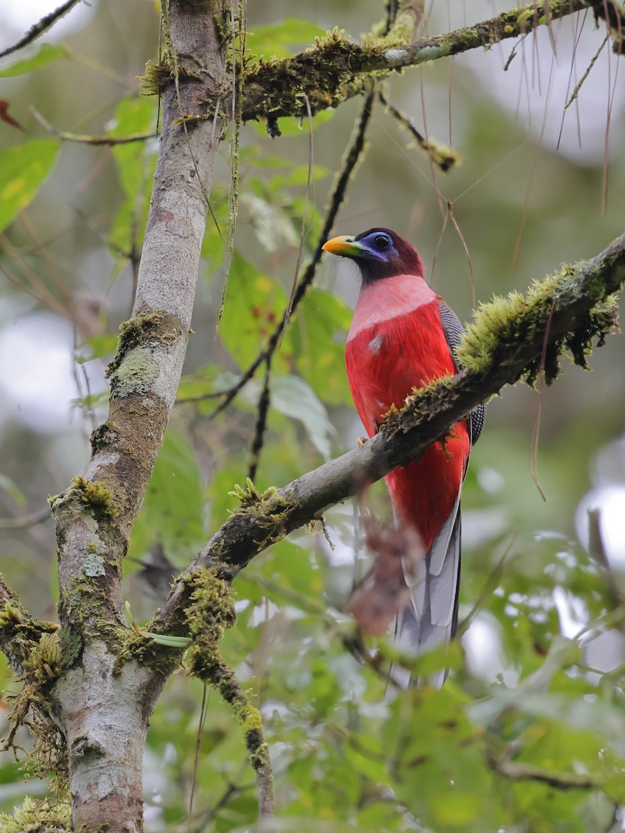 Philippine Trogon - ML632412801