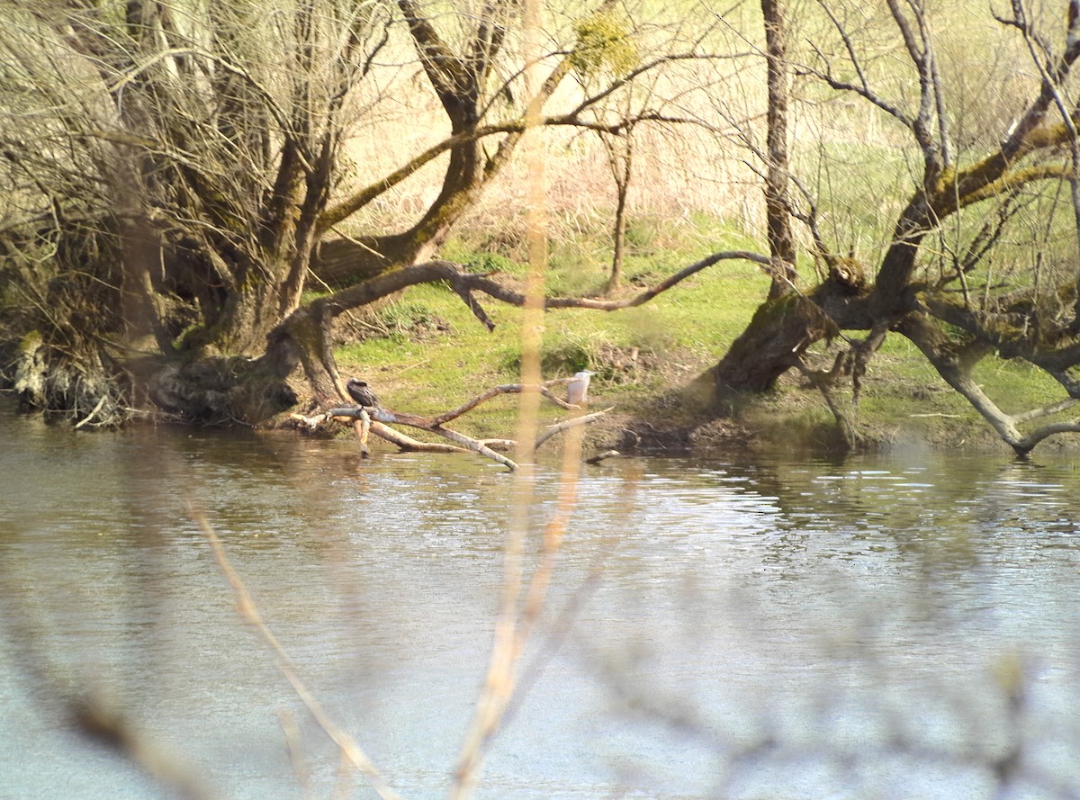 Тураг гогой - ML632412812