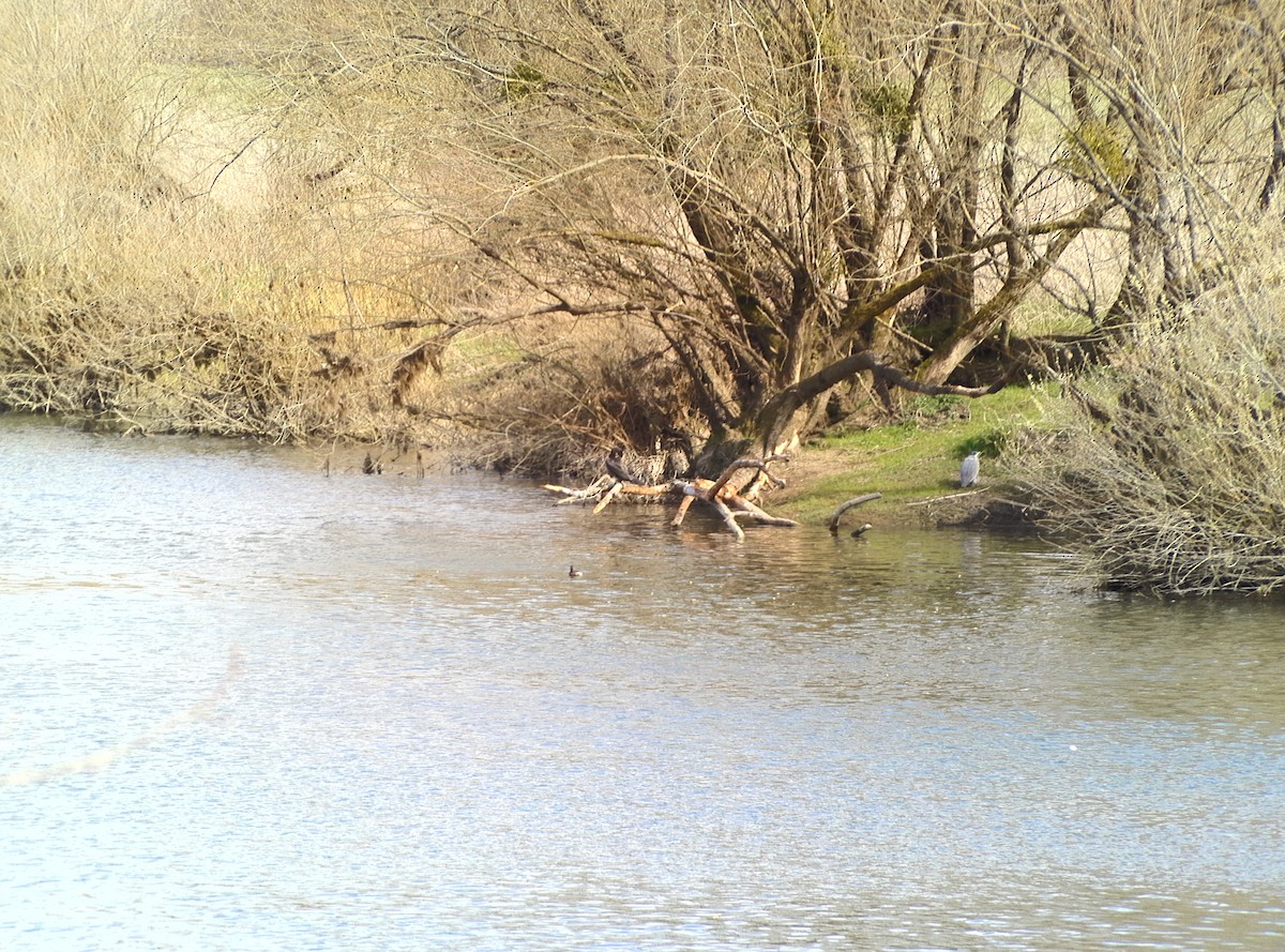 Хөх дэглий - ML632412851