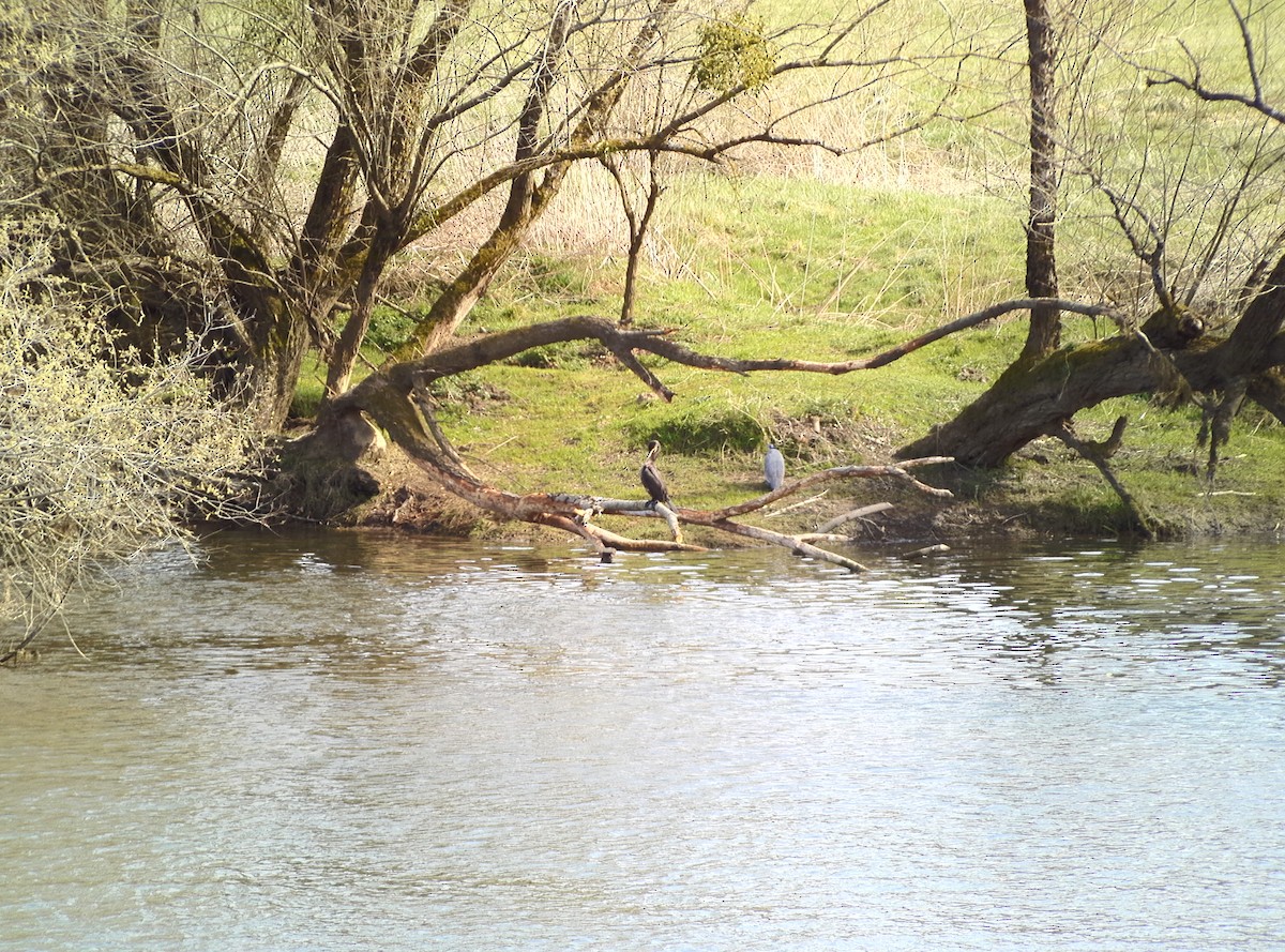 Тураг гогой - ML632412917