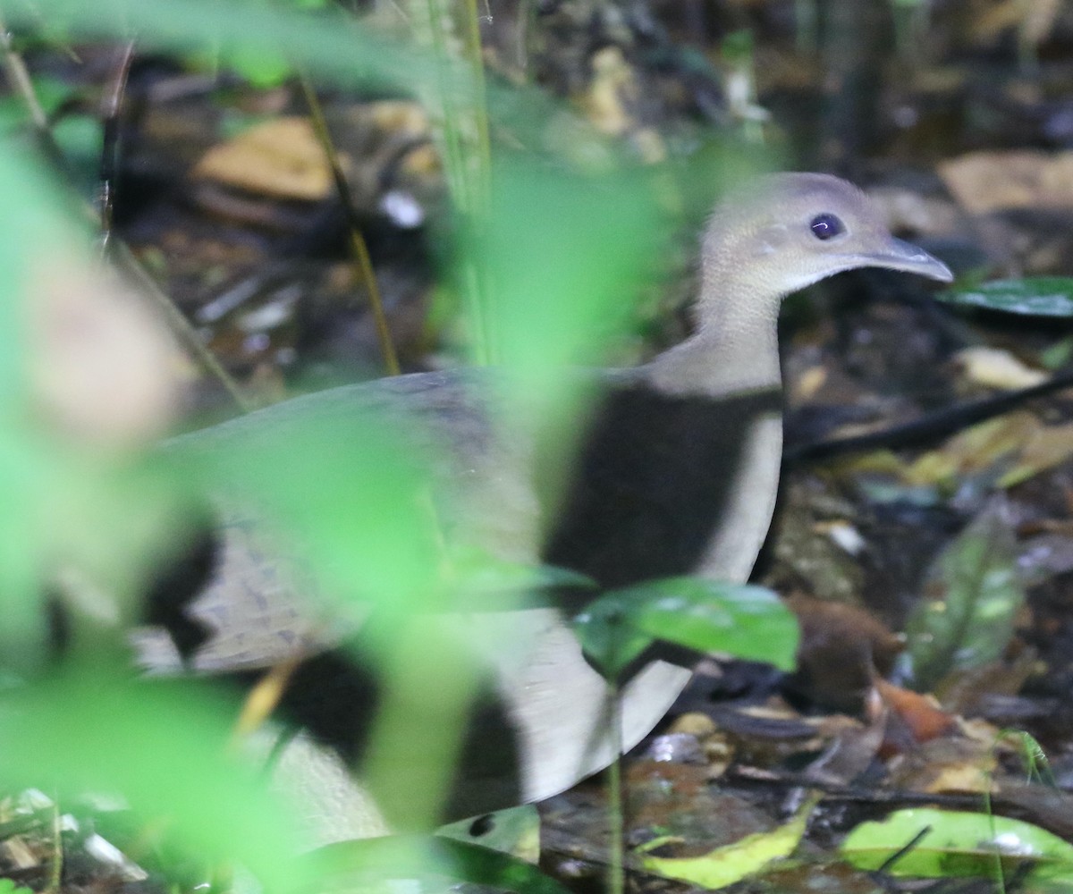 White-throated Tinamou - ML632412924