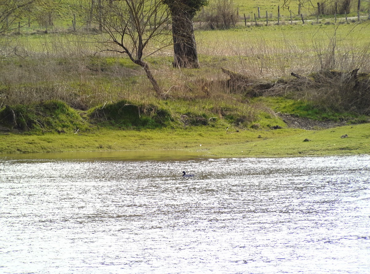 Зэрлэг нугас - ML632412963