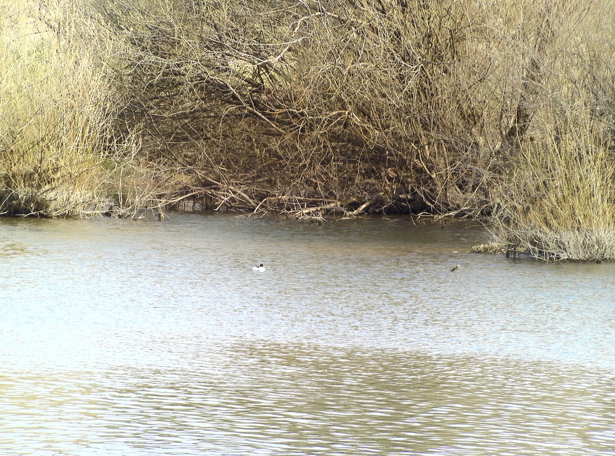 Хумхин бохио - ML632413003