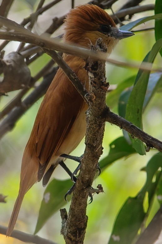 Slaty Becard - ML632413186