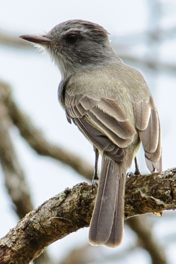 Sooty-crowned Flycatcher - ML632413216