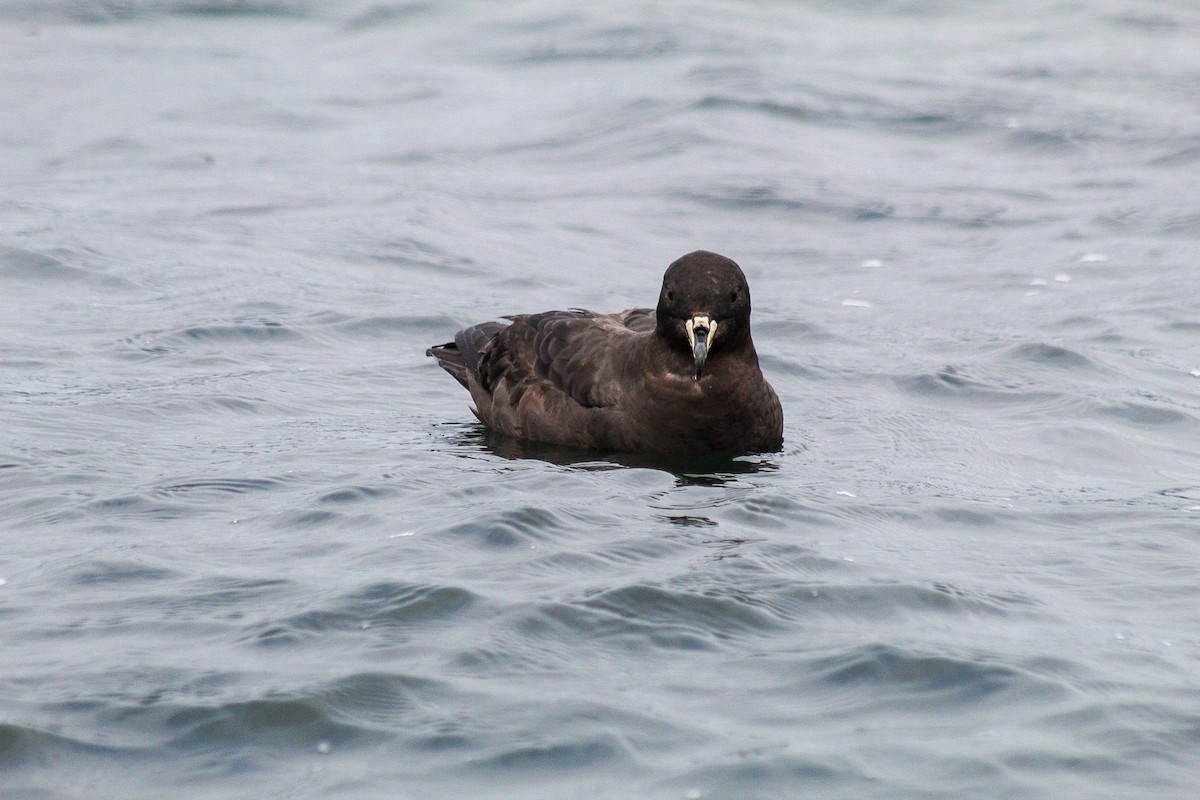 Westland Petrel - ML632413231