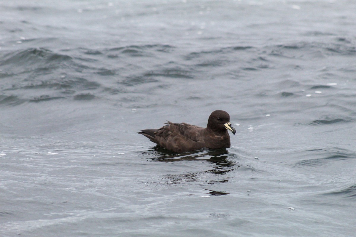 Westland Petrel - ML632413232