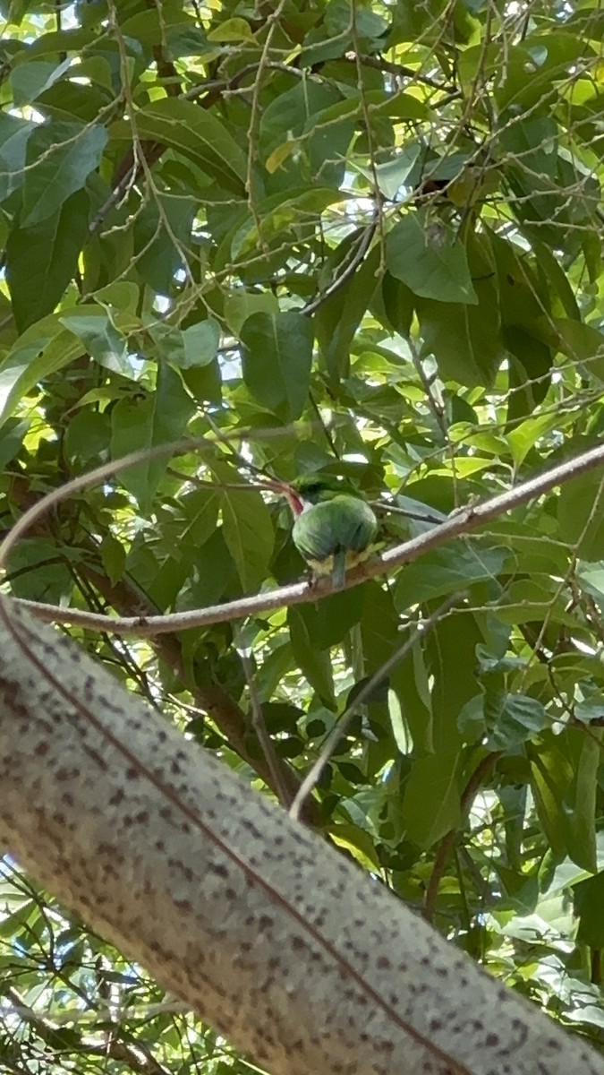 Puerto Rican Tody - ML632413315