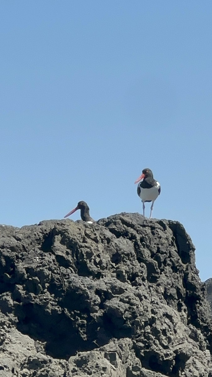 שלצדף אמריקני - ML632413360