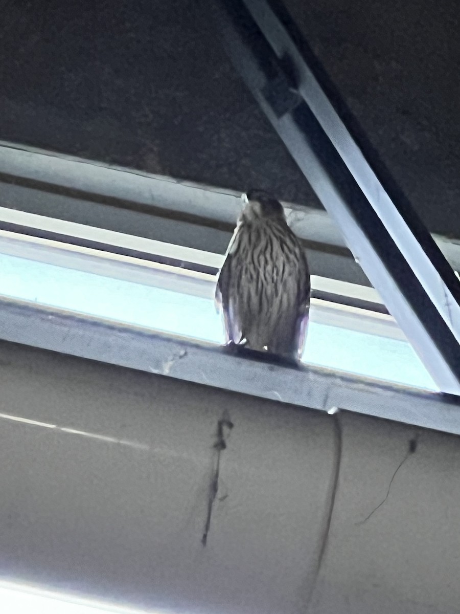 Cooper's Hawk - ML632413362