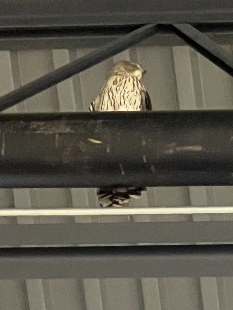 Cooper's Hawk - ML632413363