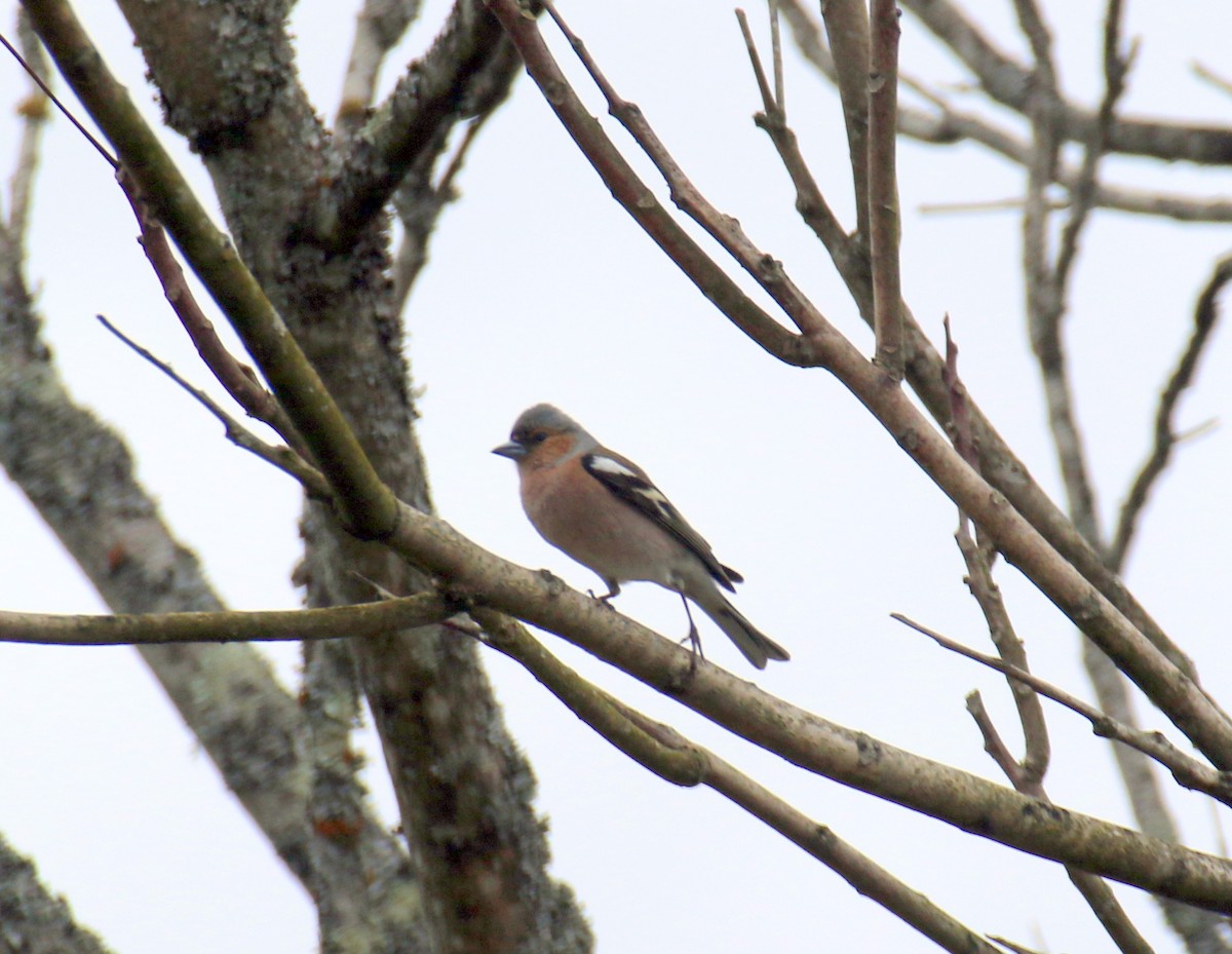 Common Chaffinch - ML632413371