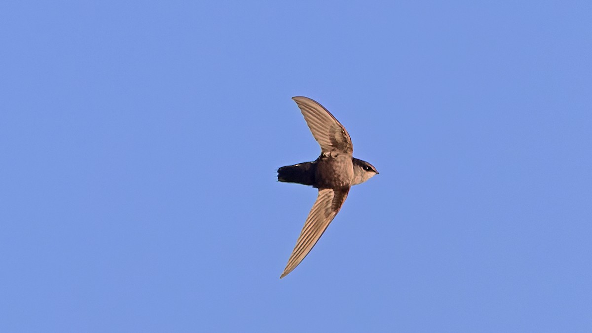 Chimney Swift - ML632413399
