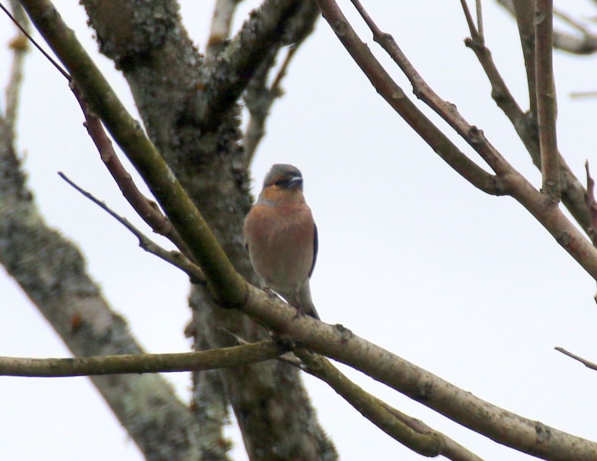 Common Chaffinch - ML632413420