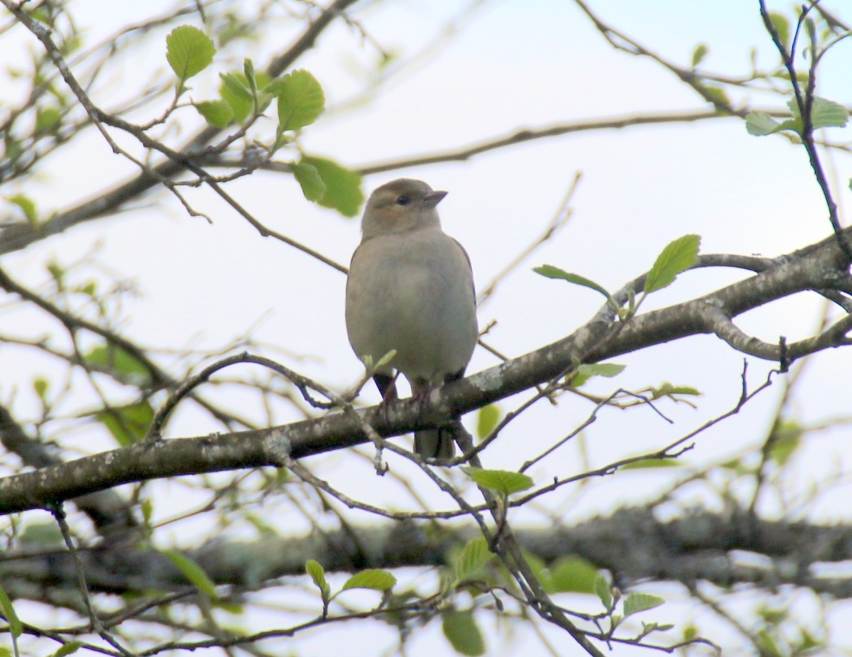 Common Chaffinch - ML632413427