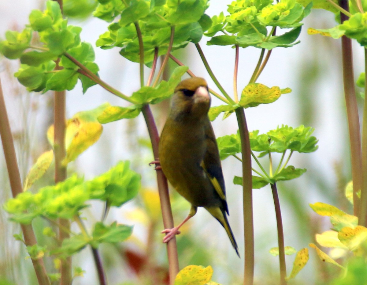 European Greenfinch - ML632413434