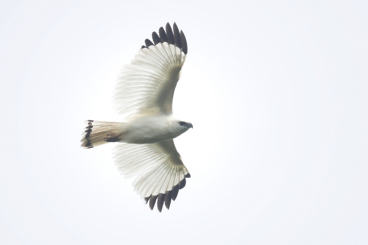 White Hawk (Snowy) - ML632413440