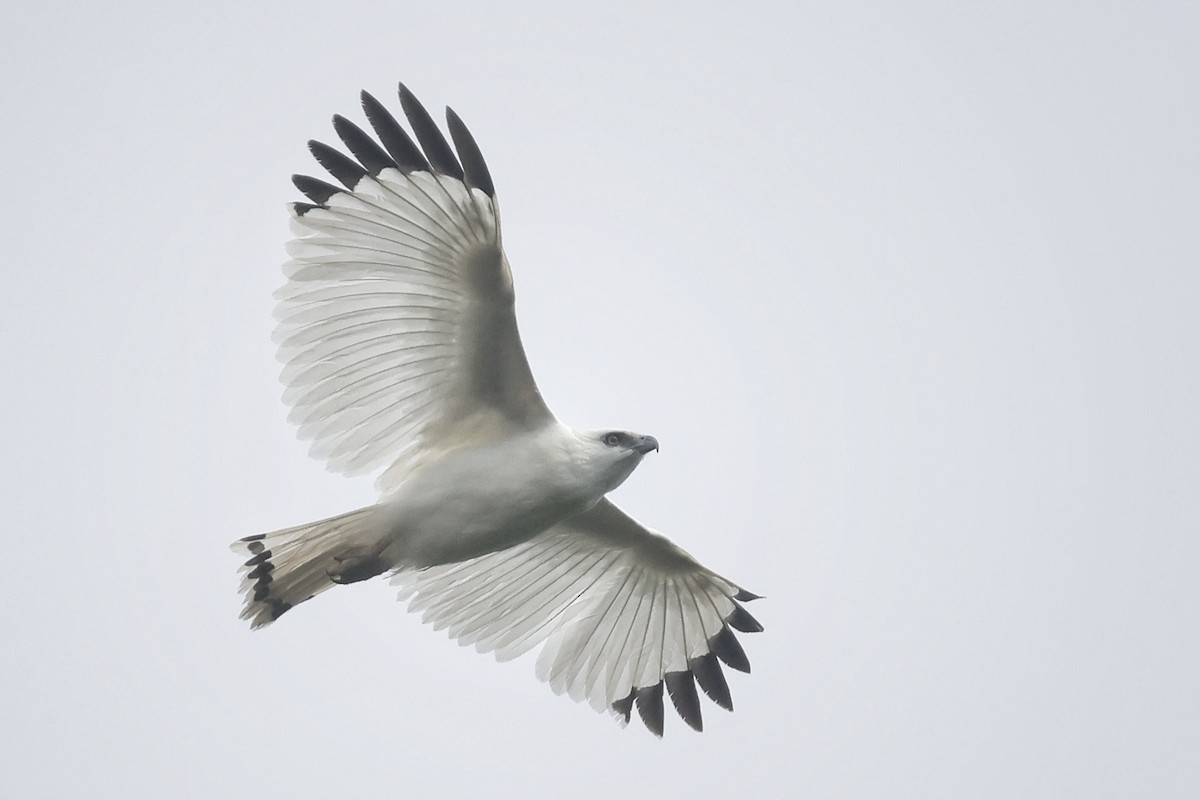 White Hawk (Snowy) - ML632413441