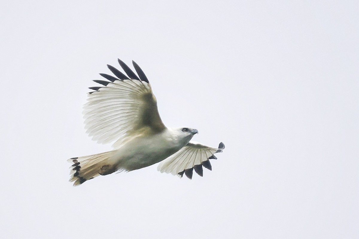 White Hawk (Snowy) - ML632413442