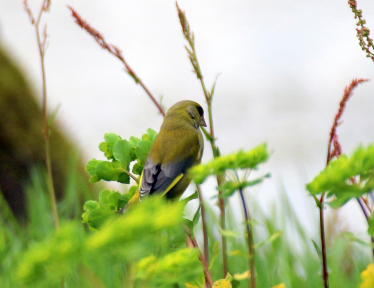 European Greenfinch - ML632413448