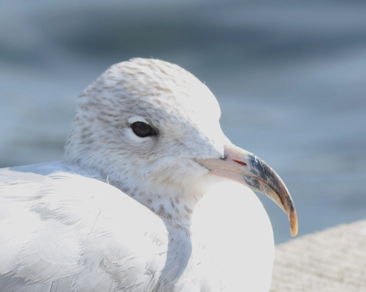 Ring-billed Gull - ML632413474