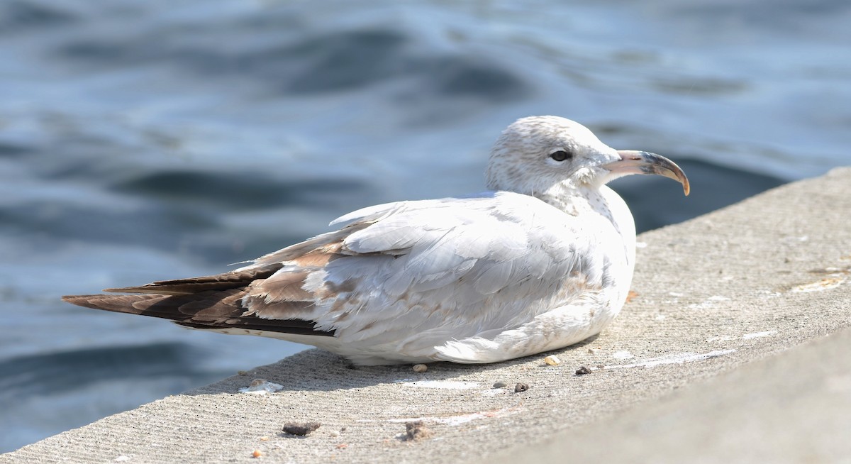 Ring-billed Gull - ML632413481