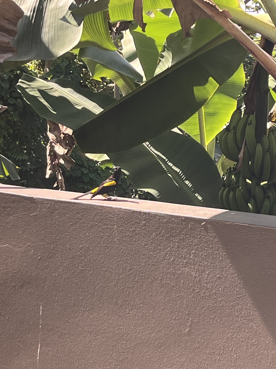 Puerto Rican Oriole - ML632413541