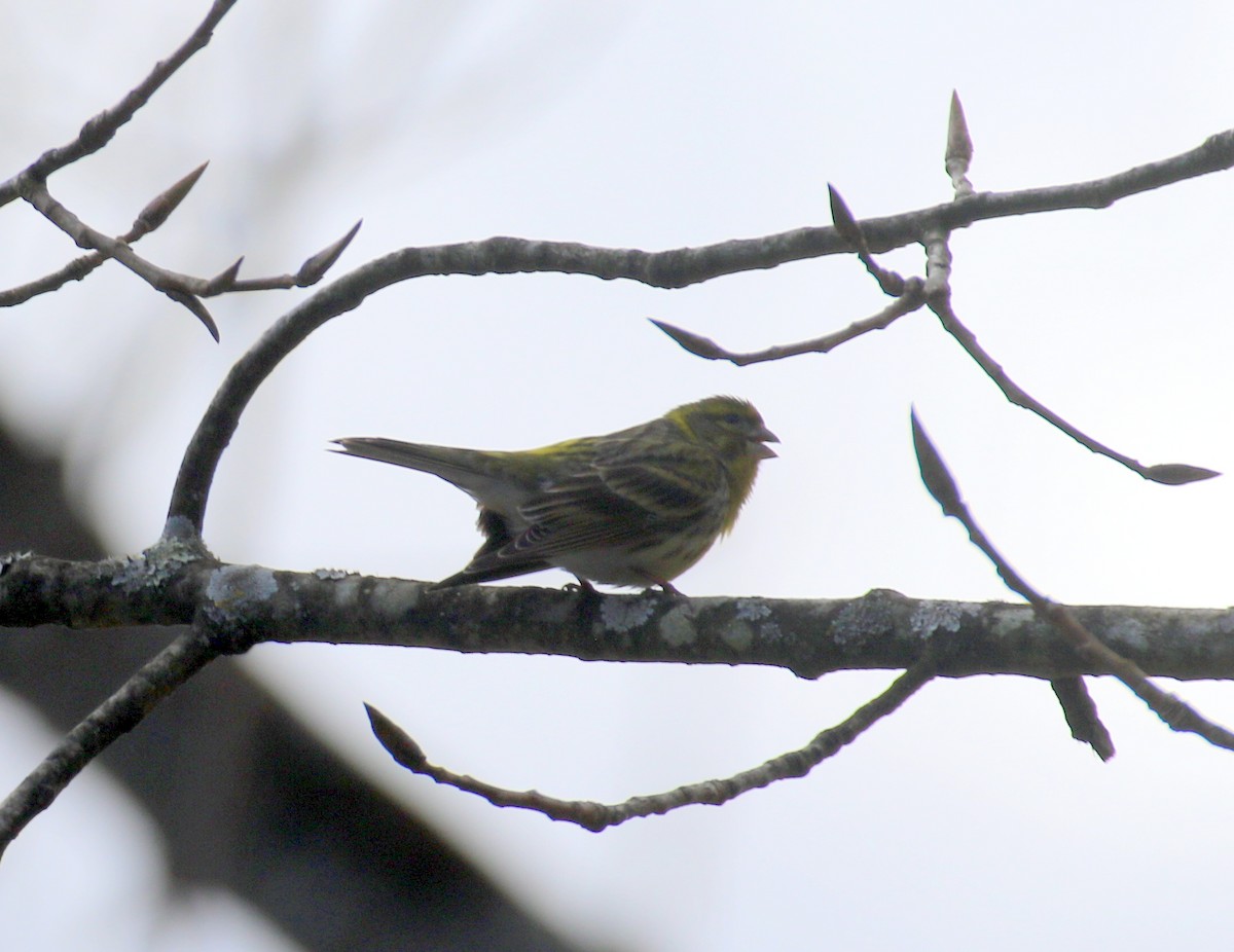 European Serin - ML632413634