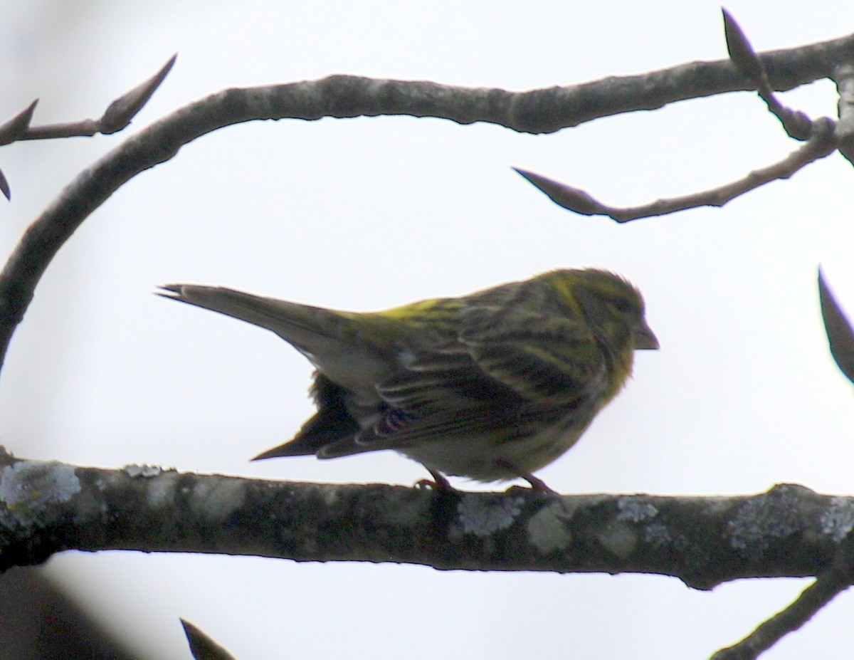 European Serin - ML632413639