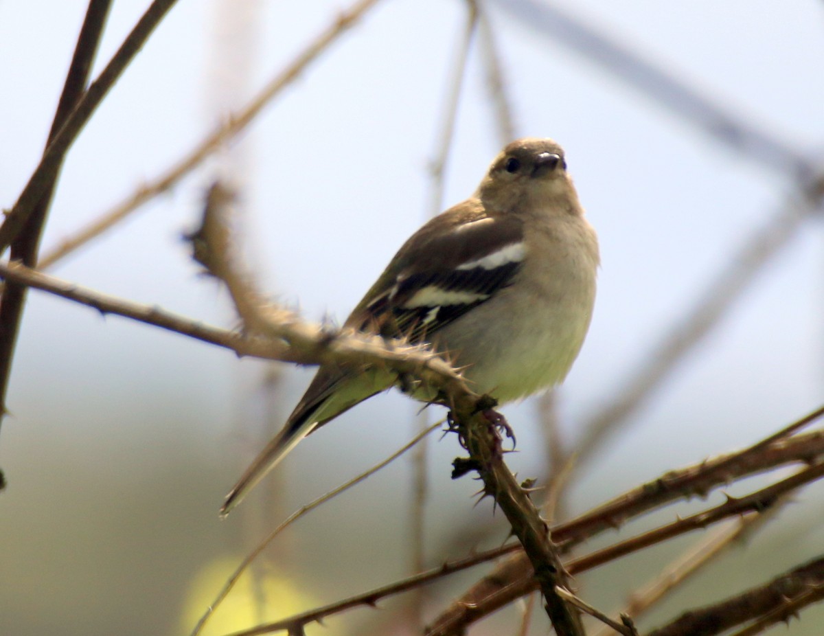 Common Chaffinch - ML632413685