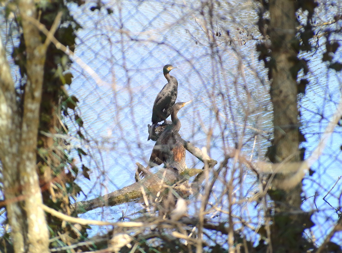 Тураг гогой - ML632413782