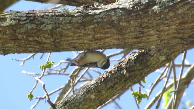 White-breasted Nuthatch - ML632413819
