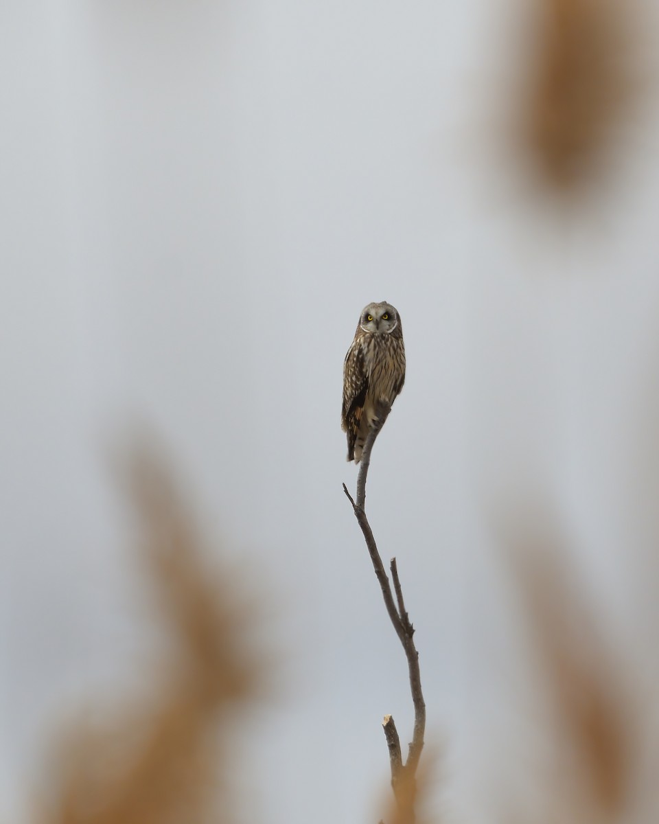 Hibou des marais - ML632413871