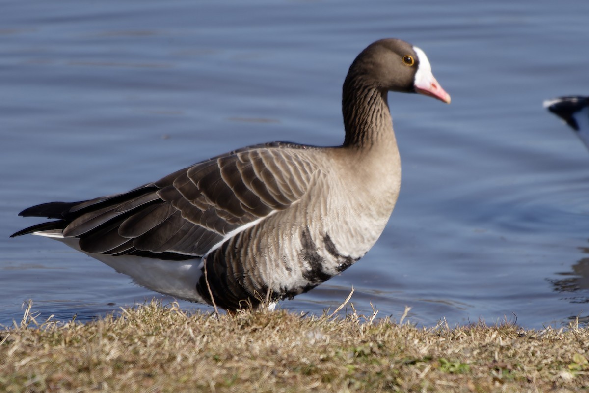 goose sp. - Jeffrey Leguit