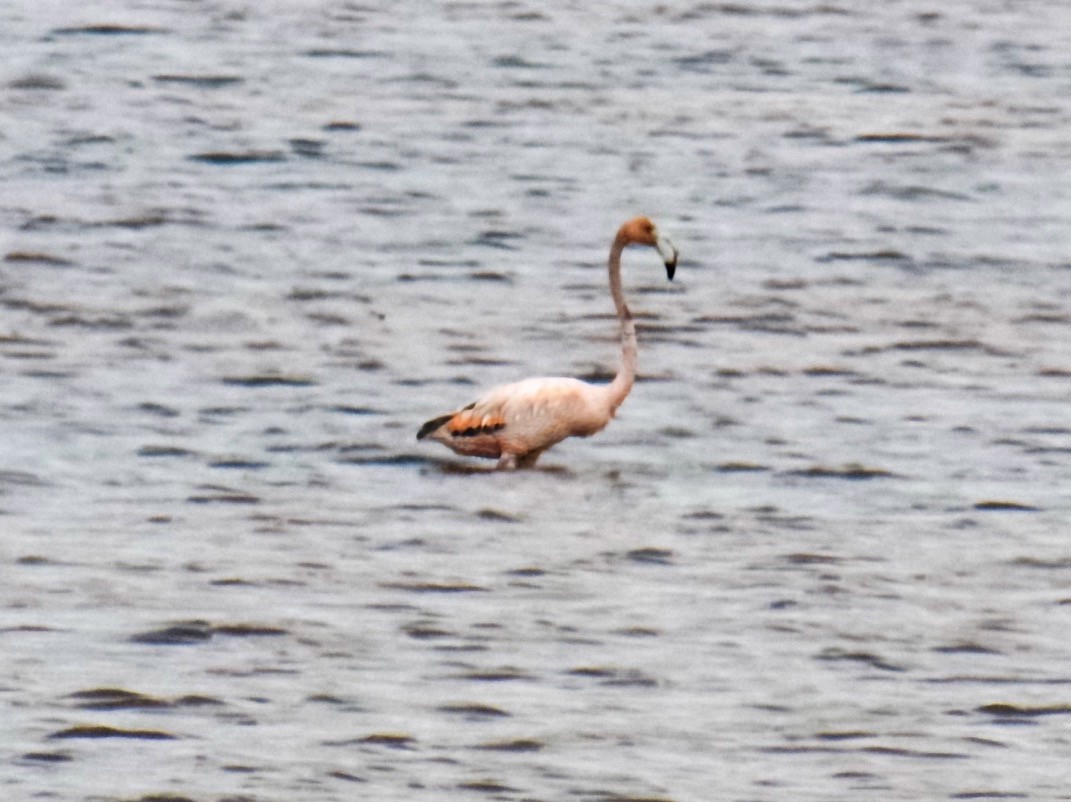 rødflamingo - ML632414197