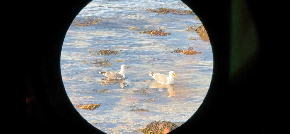 Larus sp. - ML632414322