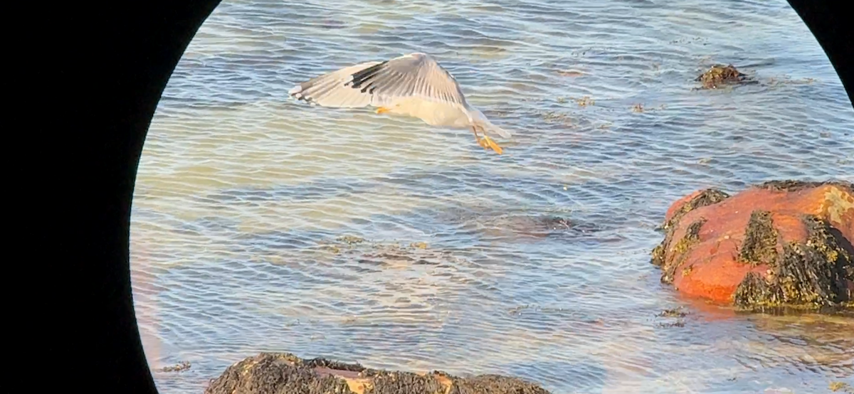 Larus sp. - ML632414339