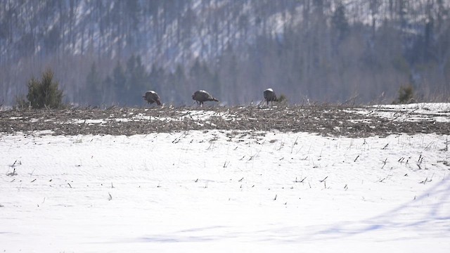 kalkun - ML632414342