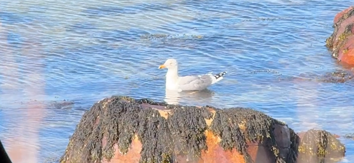 Larus sp. - ML632414374