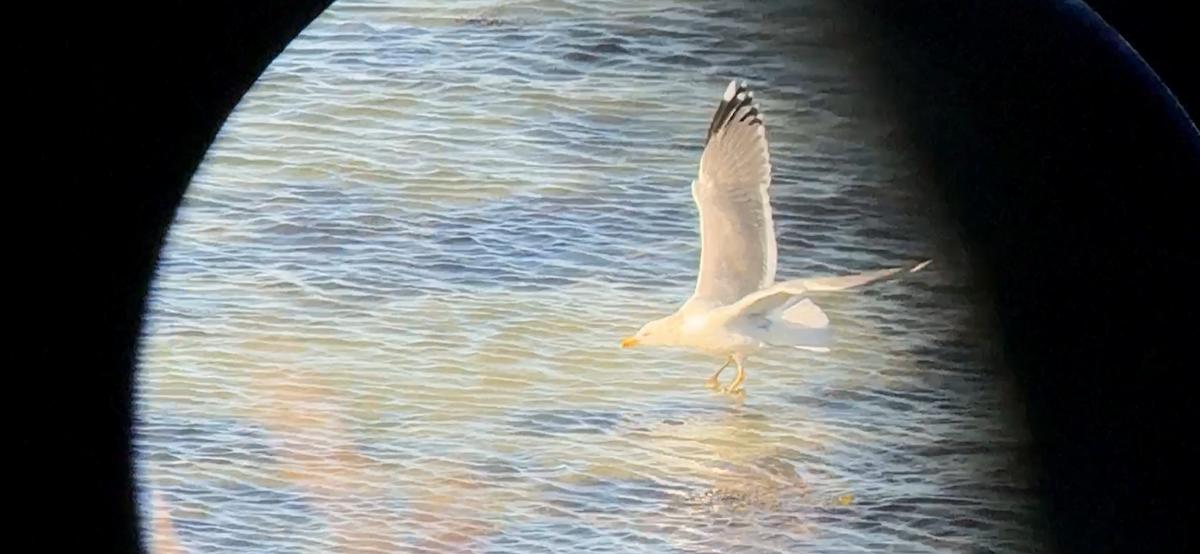 Larus sp. - ML632414408